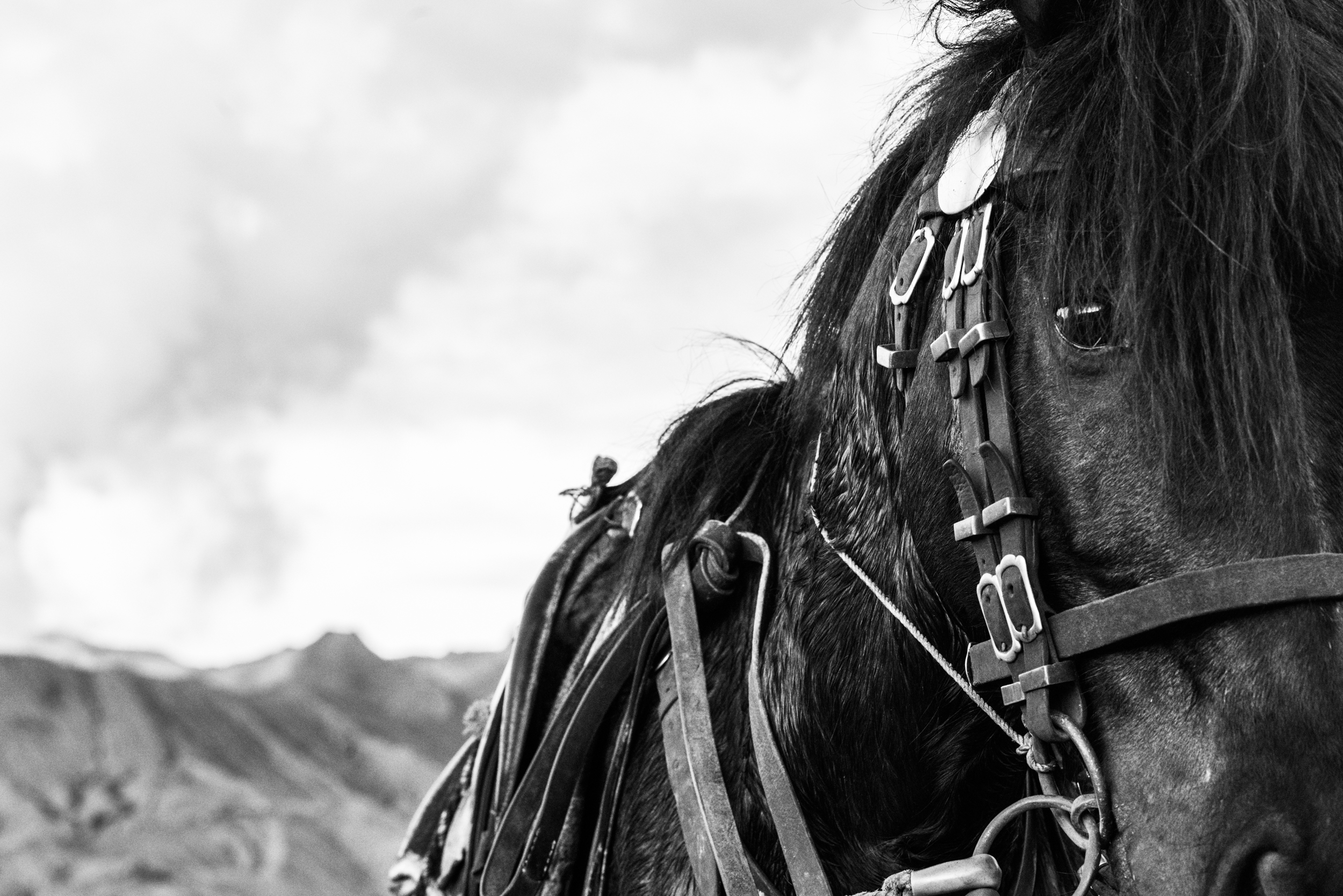 Volcano+horses+By+Far+Features+|+Far+Features+media+production+company+|+East+Java+|+Indonesia+|+Mount+Bromo.jpg